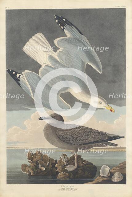 Herring Gull, 1836. Creator: Robert Havell.