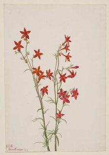 Gilia arizonica, 1931. Creator: Mary Vaux Walcott.