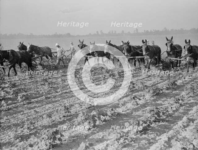 Cultivating cotton cooperatively at Lake Dick, Arkansas, 1938. Creator: Dorothea Lange.