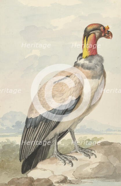 King vulture (Sarcoramphus papa), 1758. Creator: Aert Schouman.