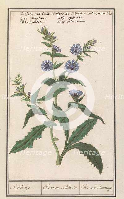 Wild chicory (Cichorium intybus), 1596-1610. Creators: Anselmus de Boodt, Elias Verhulst.