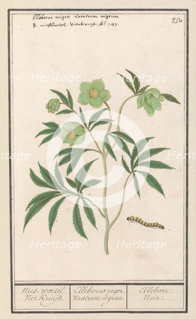 Hellebore (Helleborus), 1596-1610. Creators: Anselmus de Boodt, Elias Verhulst.