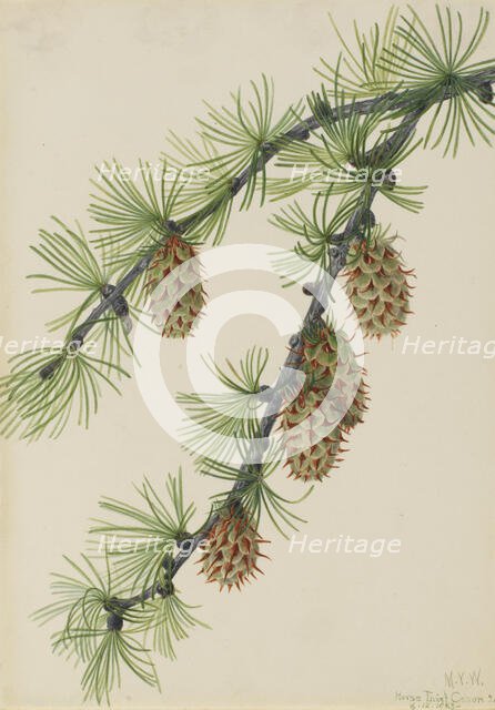 Western Larch (Larix occidentalis), 1923. Creator: Mary Vaux Walcott.