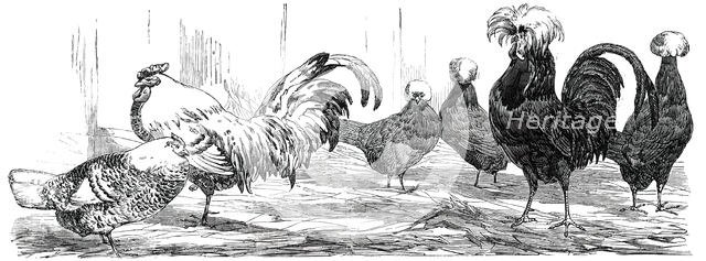 Exhibition of the Birmingham and Midland Counties Agricultural Association...1850.  Creator: Harrison Weir.