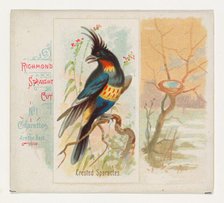 Crested Sparactes, from the Song Birds of the World series (N42) for Allen & Ginter Cigare..., 1890. Creator: Allen & Ginter.
