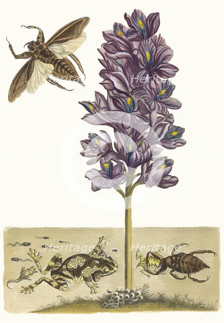 Eichhornia crassipes. From the Book Metamorphosis insectorum Surinamensium, 1705. Creator: Merian, Maria Sibylla (1647-1717).