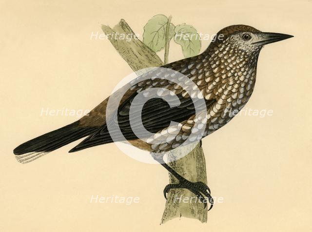 'Nutcracker', late 19th century. Creator: Unknown.