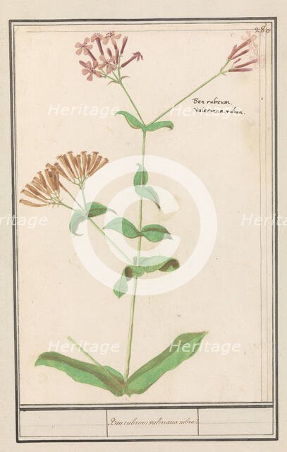 Unknown plant, 1596-1610. Creators: Anselmus de Boodt, Elias Verhulst.