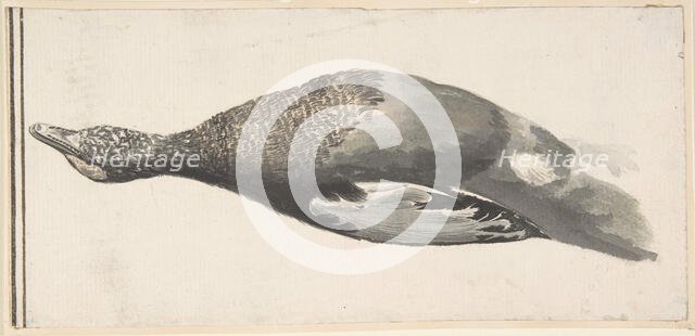 Dead Duck, 1685-1755. Creator: Giorgio Durante.