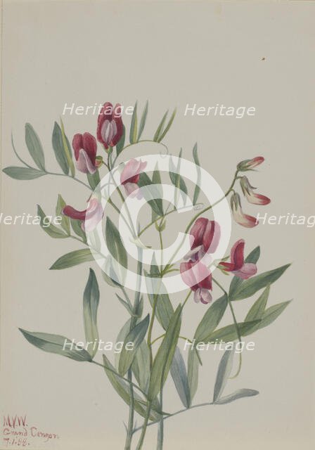 Wild Pea (Lathyrus decaphyllus), 1938. Creator: Mary Vaux Walcott.