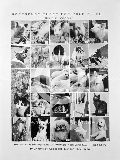 Animal montage, 1970. Artist: John Gay.