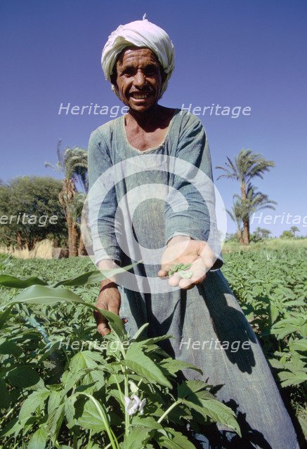 Farmer harvesting sesame, Egypt.  Artist: Tony Evans