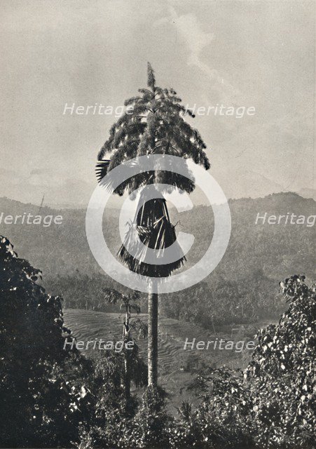 'Die Talipotpalm (Corypha umbracalifera) in Blute', 1926. Artist: Unknown.