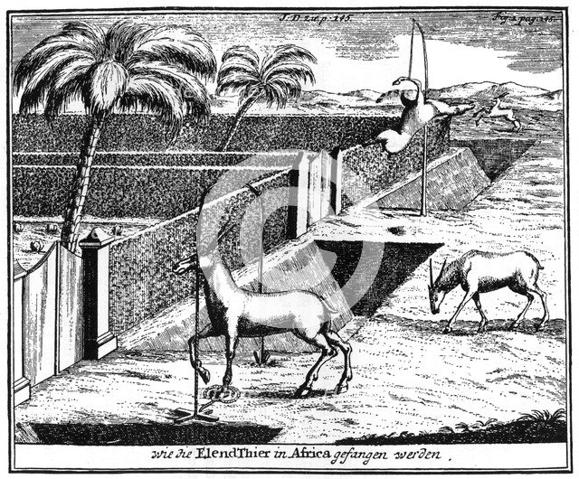 Khoikhois trapping antelope, South Africa, 18th century (1931). Artist: Unknown