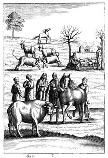 Sheep, cattle, horses and goats, 18th century. Artist: Unknown