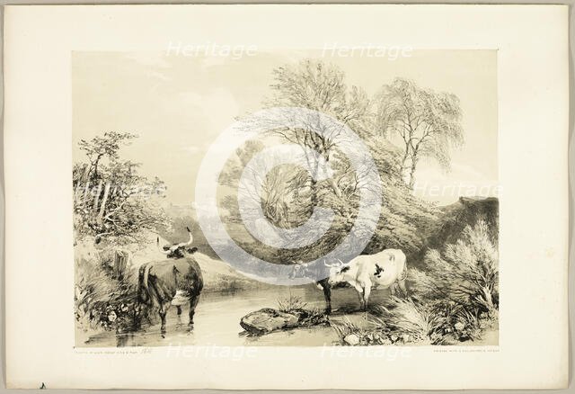 Thorn, Willow, Beech and Birch, from The Park and the Forest, 1841. Creator: James Duffield Harding.