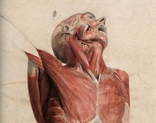 Head, neck and chest of écorché, lying supine, with eyes and mouth open, 1800-1899. Creator: Unknown.