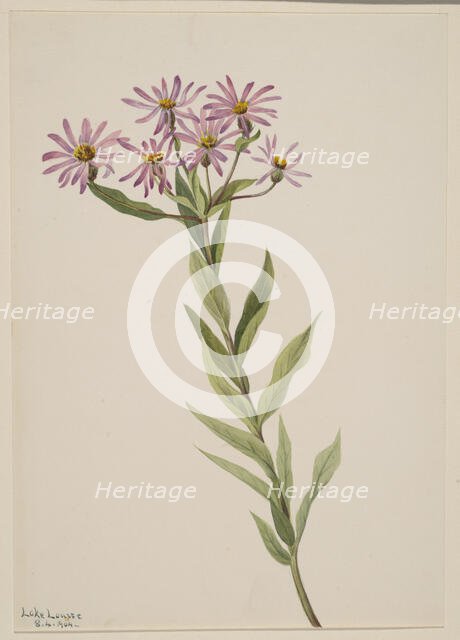Aster Engelmann, 1904. Creator: Mary Vaux Walcott.