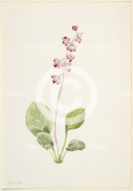 Showy Pyrolla (Pyrola asarifolia), ca. 1903. Creator: Mary Vaux Walcott.
