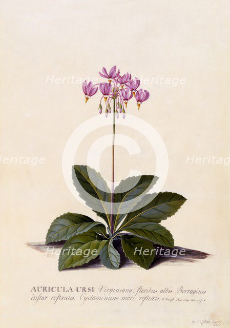 Aricula Ursi (Shooting Star), c. 1744 (hand coloured engraving). Creator: "Georg Dionysius Ehret (1710 - 70); Ehret, Georg Dionysius (1710-1770)".