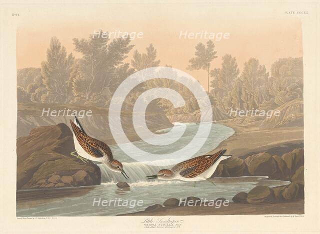 Little Sandpiper, 1836. Creator: Robert Havell.