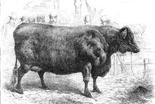 Smithfield Club Cattle Show: Sir W. Gordon Cumming's Scotch polled heifer...Gold Medal, 1881. Creator: Unknown.