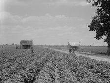 A cotton patch in the Delta area in Mississippi, 1937. Creator: Dorothea Lange.