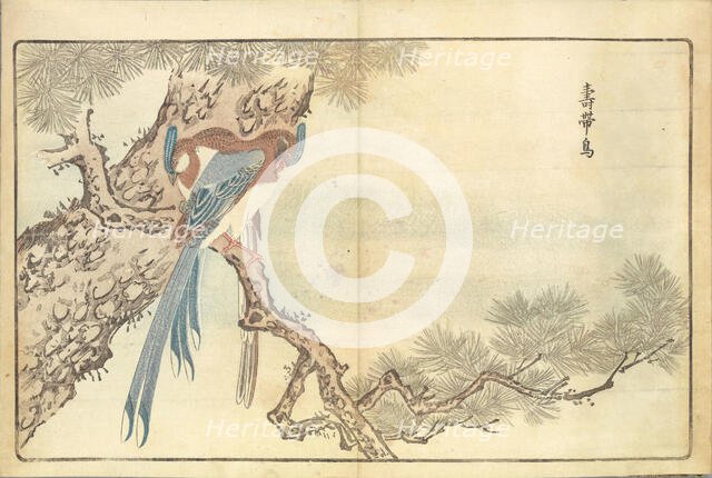 Illustration from "Pictures of Imported Birds", 1790. Creator: Kitao, Masayoshi (1764-1824).