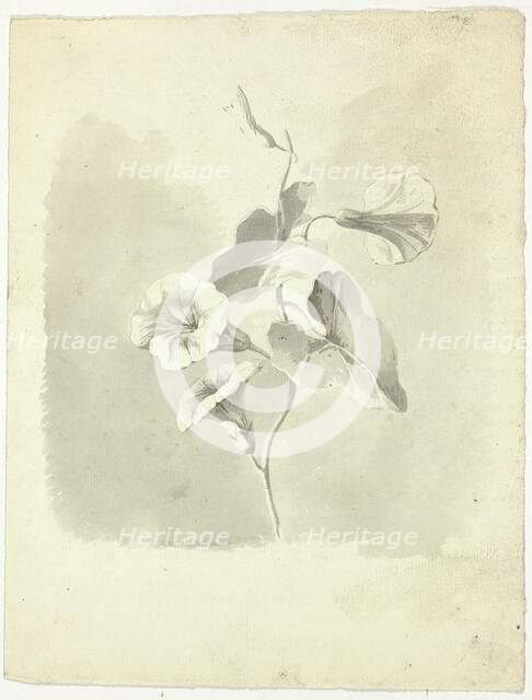 Morning Glories, n.d. Creator: Pierre Antoine Mongin.