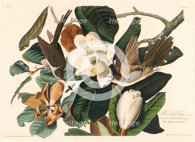 Black-billed Cuckoo, 1828. Creator: Robert Havell.