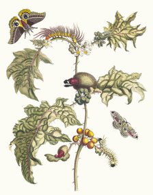 Maccai. From the Book Metamorphosis insectorum Surinamensium, 1705. Creator: Merian, Maria Sibylla (1647-1717).