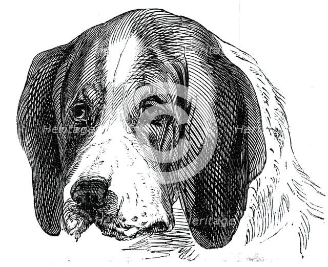 Head of the Old English Hound, 1844. Creator: Unknown.