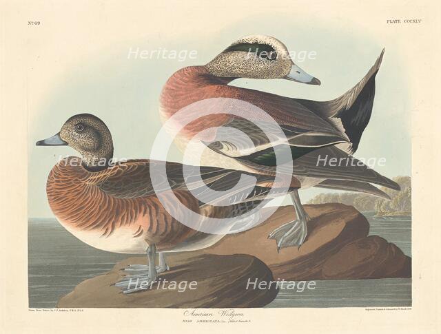 American Widgeon, 1836. Creator: Robert Havell.