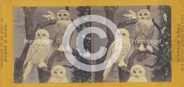 Class II, Order I. Accipitres. Family Strigidae. The Snowy Owl, (Fig. I, male; II, female)..., 1870. Creator: Eugene S. M. Haines.