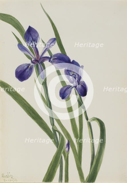 Iris (Iris species), 1939. Creator: Mary Vaux Walcott.