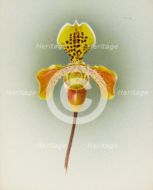 Orchid: Cypripedium George Moore, 1910. Creator: Frederick William Bolas.
