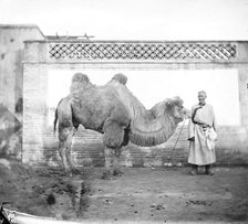 Peking, Pechili province, China: a camel with its owner, 1871. Creator: John Thomson.