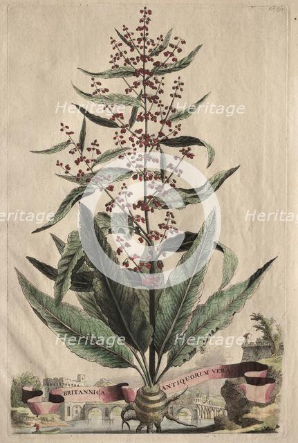 Phytographia Curiosa: Britannica Antiquorum Vera. Creator: Abraham Munting (Dutch, 1626-1683).