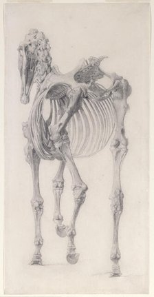 Finished study for 'The Third Anatomical Table of the Skeleton of the Horse', 1756. Creator: George Stubbs.