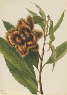 American Chestnut (Castanea dentata), 1932. Creator: Mary Vaux Walcott.