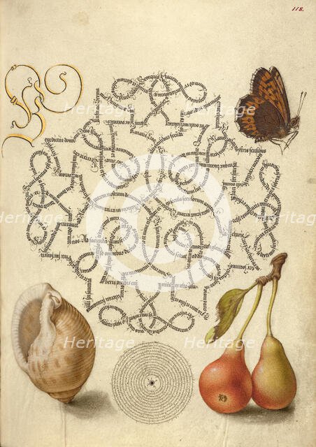 Butterfly, Marine Mollusk, and Pear, 1561-1562; illumination added 1591-1596. Creator: Joris Hoefnagel.