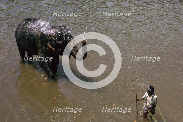 Elephant cooling off in a river in Sri Lanka. Artist: CM Dixon Artist: Unknown