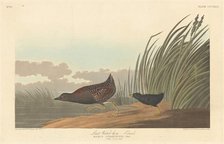 Least Water-hen, 1836. Creator: Robert Havell.