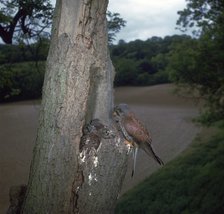 Kestrel at nest.