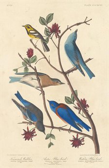 Townsend's Warbler, Arctic Blue Bird and Western Blue Bird, 1837. Creator: Robert Havell.