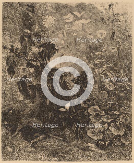 Escargots et papillons. Creator: Karl Bodmer.