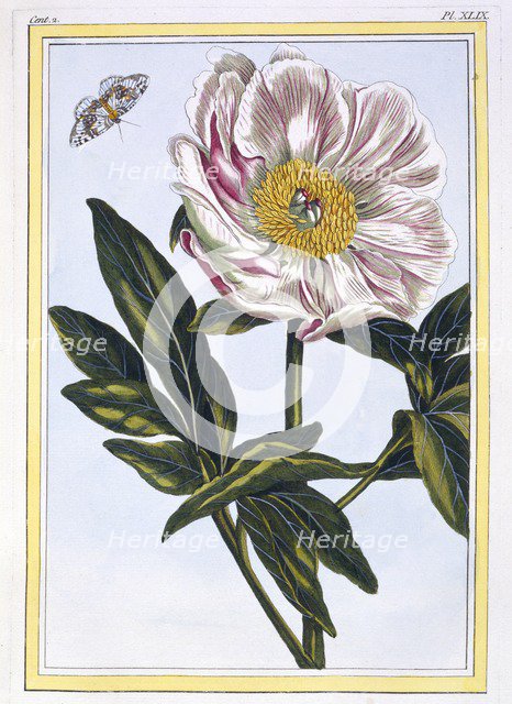 Flesh coloured common Paeony,  pub. 1776. Creator: Pierre Joseph Buchoz (1731-1807).