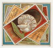 Fantail Pigeon, from the Birds of America series (N37) for Allen & Ginter Cigarettes, 1888. Creator: Allen & Ginter.