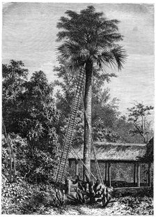 Latanier palm, Andaman Islands, 19th century. Artist: A de Bar