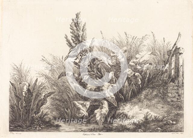 Patience d'eau, étude (Study of a Patience-Dock), 1840. Creator: Eugene Blery.